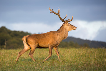 Red deer (cervus elaphus) running on grassland. In the background forest