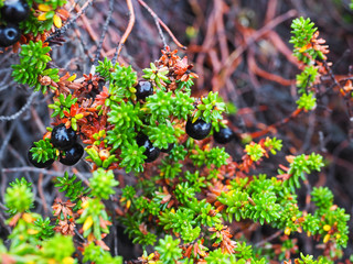 Wild berries in the autumn are ready to collect fruit.