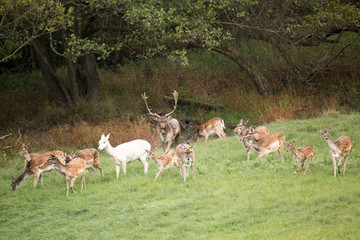 Naklejka na ściany i meble Herd of fallow deer (Dama Dama) run across the meadow.