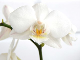 Naklejka na ściany i meble White orchid flower close-up. House plants. Growing flowers