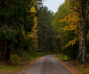 Naklejka premium A gravel road leading into an autumn forest in Sweden during a cloudy moody day. 