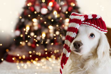 puppy dog under christmas tree light celebrating holidays wearing a santa hat