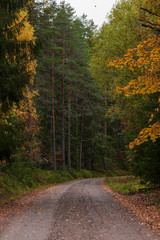 Obraz premium A gravel road leading into an autumn forest in Sweden during a cloudy moody day. 