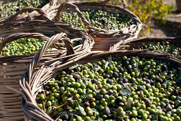 Olive time