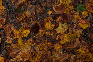 Autumn leaves decomposing on the ground inside a forest. 