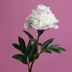 Tender pink peony flower isolated on pink background.