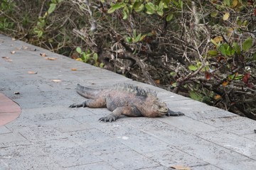 Galapagos Iguana