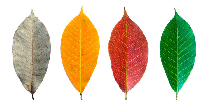 space, pattern, dry, copy space, leaves, view, decorative, composition, age, aging, growth, stages, healthy, transformation, top view, design, death, care, change, cycle, concept, environment, seasona