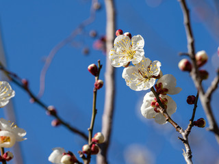 白い梅の花