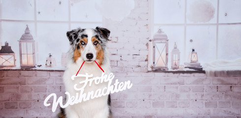 Ein hünscher Australien Shepherd sitzt im gemütlichen Wohnzimmer mit  kerzen Dekoriert und hält...