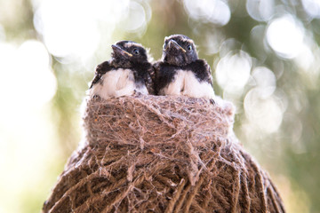Willy Wagtail chicks fledgling birds nest © Izabelle