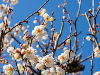 白い梅の花