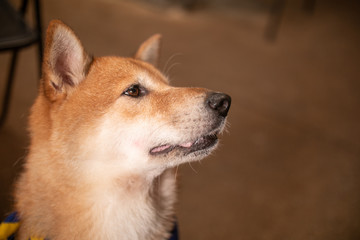 Brown Shiba Dog staring and sitting on the floor.