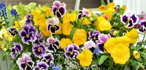 colorful pansies in the garden.flowers background.