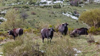 Bubalus bubalis. Grupo de búfalos de agua en los pastos del valle con nieve.
