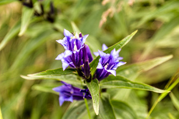 Wildblume in Kirgistan