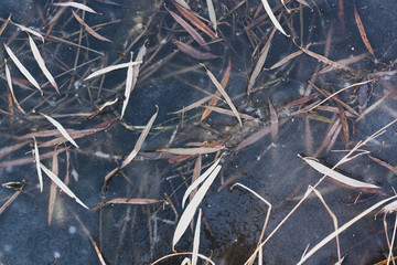 Natural texture of dark thin ice with frozen grass and leaves. The first autumn ice.