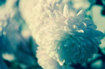 White chrysanthemum against a pale blue background