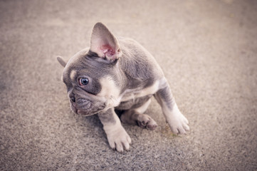 Worried french bulldog puppy 