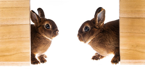 cute little dwarf rex rabbits in a boxes isolated on a white background