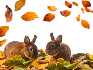 cute little rabbits and falling leaves