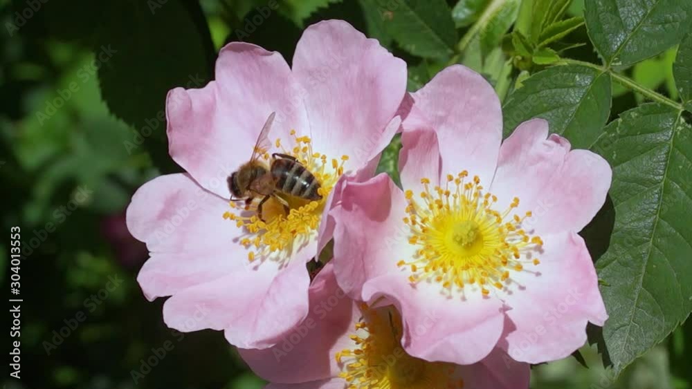 Wall mural a bee pollinates a flower and collects nectar in a meadow of flowers