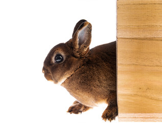 cute little dwarf rex rabbit in a box isolated on a white background