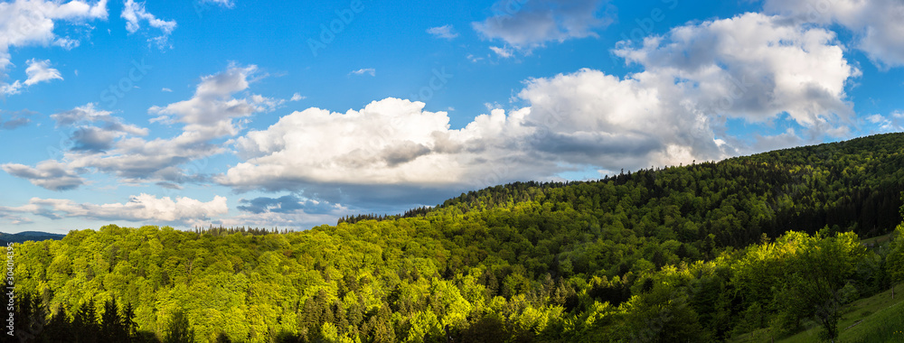 Canvas Prints carpathians mountain forest