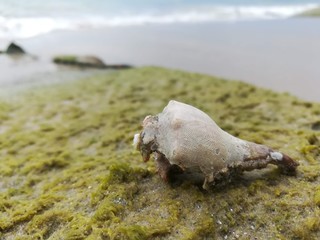 Pictures of seashells on the sandy beach and the clear sea