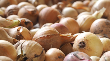 Photo of fresh onions to dry. Fresh onion. Bow background. Ripe onions. Onions on the market