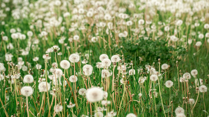 Macro Photo Nature plant fluffy dandelion. Blooming white dandelion flower on the background of plants and grass. space for text