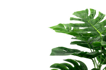 Monstera Tropical palm leaves on white background