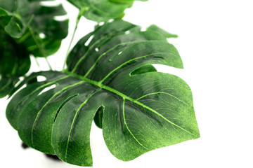 Monstera Tropical palm leaves on white background