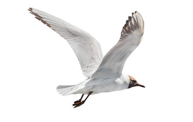 one flying black head isolated gull photo