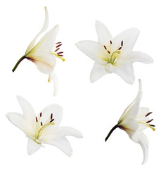 four pure white lily blooms
