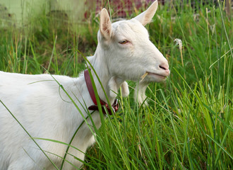 Fototapeta premium Tokyo,Japan-November 20, 2019: Closeup of goat face in Tokyo