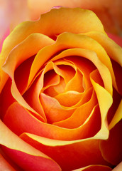 red and orange rose closeup