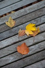 Obraz premium Closeup of maple leaves on wooden bench in urban park