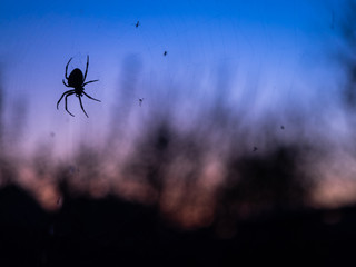Spider and web outside the window at dusk