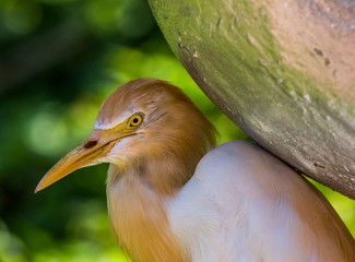 Undefined tropical bird, Kuala Lumpur Bird Park, Malesia