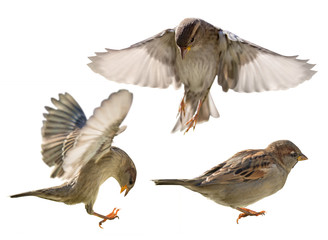 three brown sparrows on white background