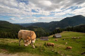 Fototapeta na wymiar Kuhherde mit schönen Blick auf die grüne Steiermark auf der Veitsch