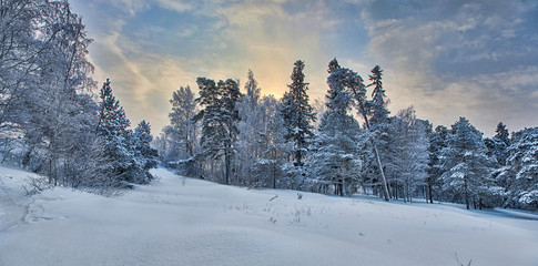 Obraz premium panorama with winter pine trees in snow
