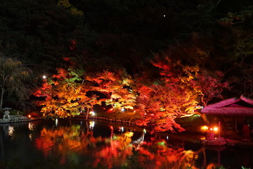 ライトアップ　紅葉