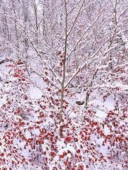 Snow covered tree with vivid red leaves in spruce forest. Beautiful winter landscape.