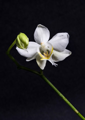 Naklejka na ściany i meble White orchid flower plant in colour