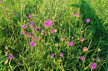 Wild field flowers colorful background