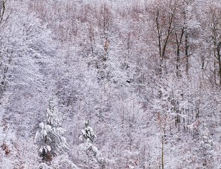 Close up to snow covered frozen trees in a spruce forest.