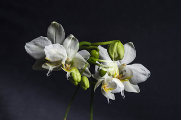 Double exposure of White Orchid plant