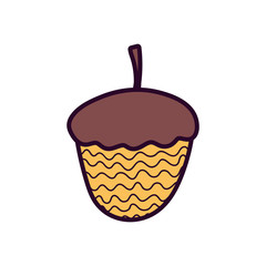 acorn nut nature on white background